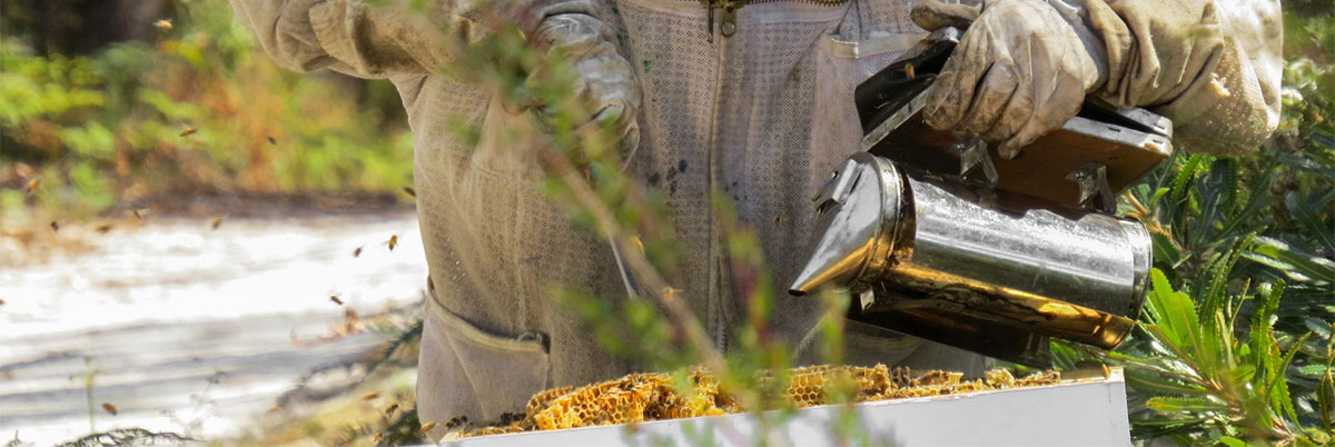 beekeepers Australian Food Services Manuka Honey