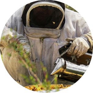 manuka honey beekeeper