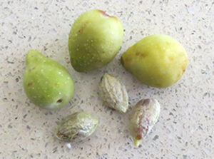 Our Kakadu Plum powder is seed-free, whole fruit